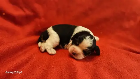 Cavalier King Charles Spaniel  Chiot N°6 Du Bois De M fbea6