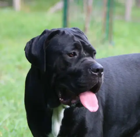 Cane Corso  Collier Vert Des Gardiens De Lennantony 2b02a photo 2