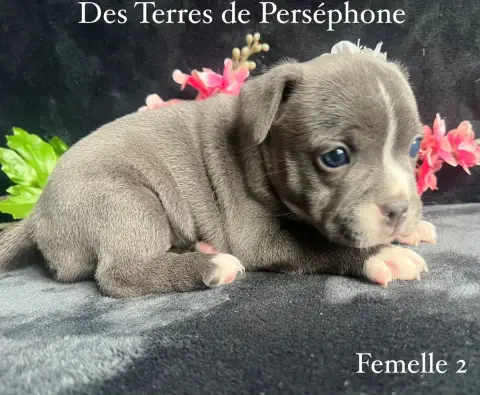 Staffordshire Bull Terrier  Femelle 2 Des Terres De P 4c9d2