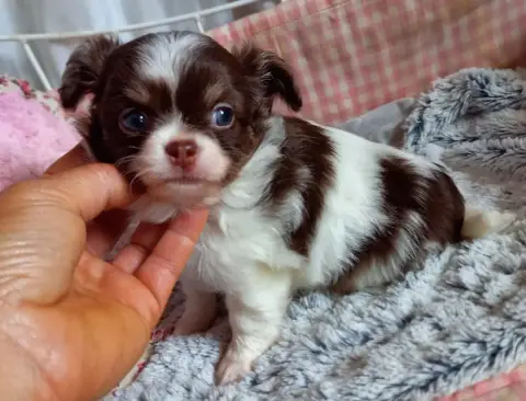Chihuahua  Chiot 1 Des Petites Brindilles