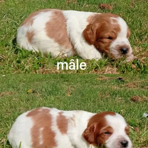 Chiots Épagneul Breton Lof