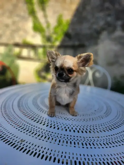 Chihuahua  Ax Atomic Power Mes Bebes De Presbytere photo 3