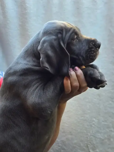 Dogue Allemand  Bismark Vom Gimli De La Guilde Des Né 28004 photo 3