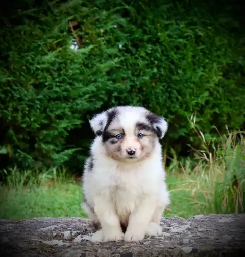 Berger Australien  Chiot N°4 Red Rock River photo 3