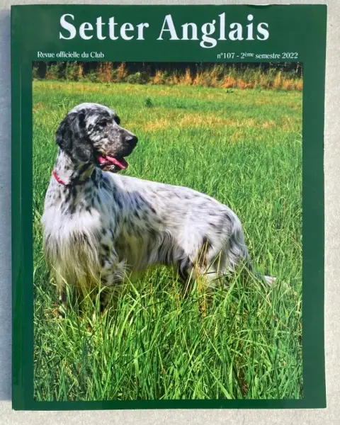 Setter Anglais  Chiot N°2 De La Plume Du Pévéle. photo 3