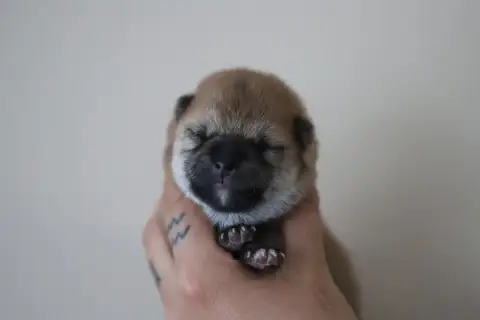 Shiba  Bleu Au Domaine D’Osaki
