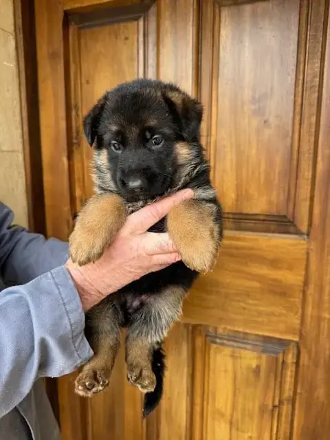 Berger Allemand  Chiot N°2 Des Sentiers Des Alpilles 1054b