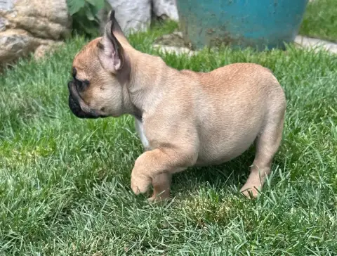 Bouledogue Français  Bb Jolie Du Roi De La Redingote f5884 photo 3