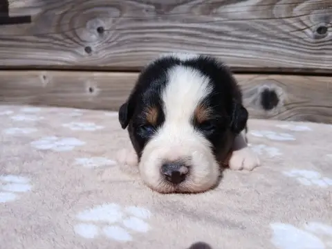 Berger Australien  Chiot photo 2