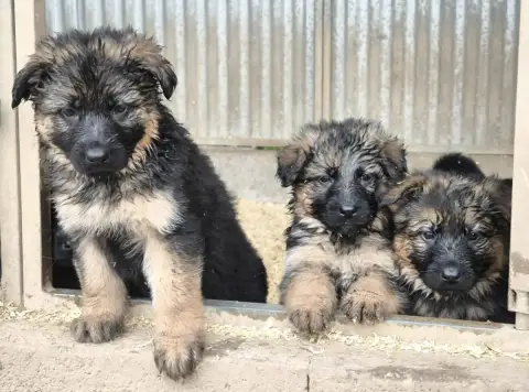 Berger Allemand Poil Long  Chiot N°3 Des Furies Noire c3d04
