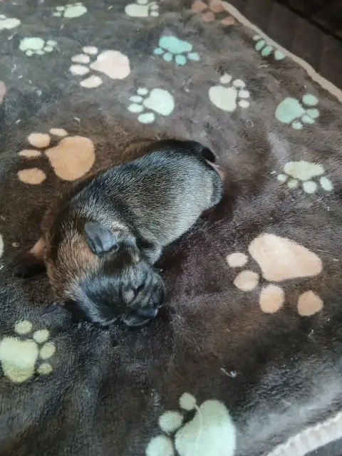 Schnauzer Miniature  Chiot 2 De La Vallée Sacré
