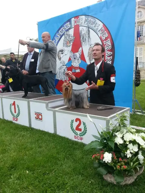 Yorkshire Terrier  Chiot 4 Du Domaine De Léna- photo 2