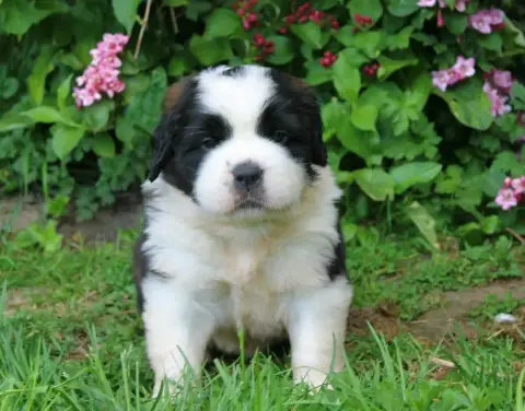 Chien Du Saint- photo 3