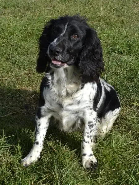 English Springer Spaniel  Aby Du Royaume Des Bouviers 38b41 photo 3