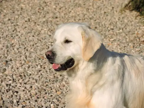 Golden Retriever photo 3