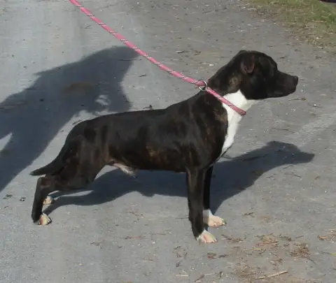 Staffordshire Bull Terrier  Bright Star De Karysha photo 2
