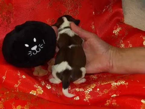Shih Tzu  Chiot N°1 Du Paradis D'Indiana photo 2