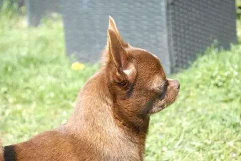 Chihuahua  Chiot N°1 Du Hameau De Selcra