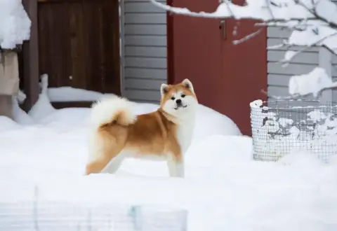 Akita  M6 Shingeki No Inu photo 2