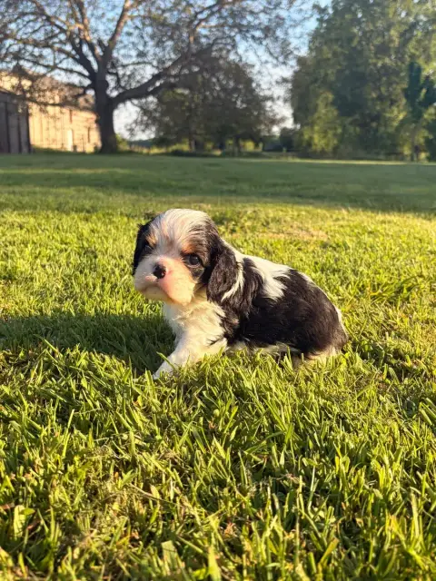 Cavalier King Charles Spaniel  Chiot N°1 Du Domaine D 92053