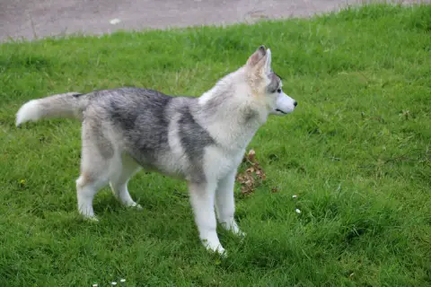 Siberian Husky  Chiot N°2 Des Legendes Du Triskel photo 3