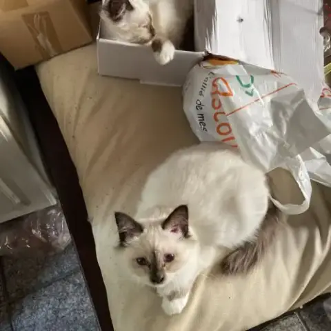 Femelle Sacré Birmanie
