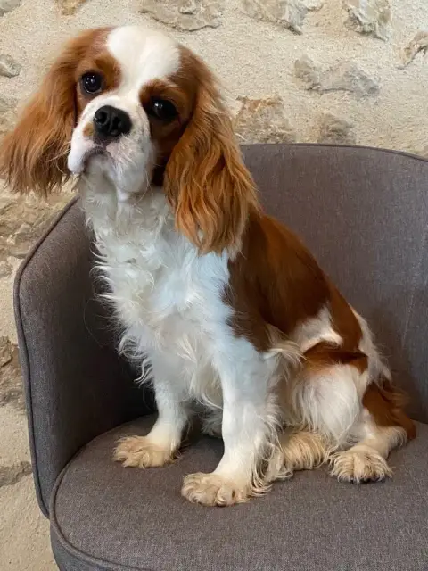 Cavalier King Charles Spaniel photo 3