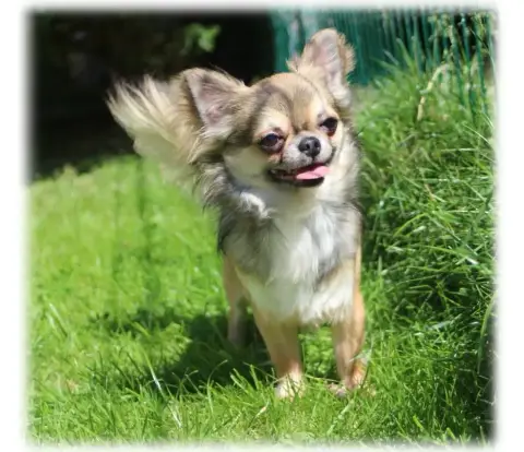 Chihuahua  Chiot N°1 Du Royaume De Matiliane photo 2