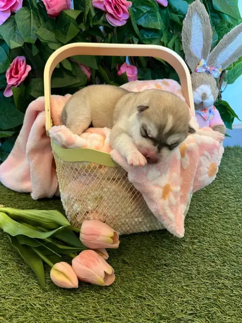Siberian Husky  Chiot 5 Rouge Of Everbloom