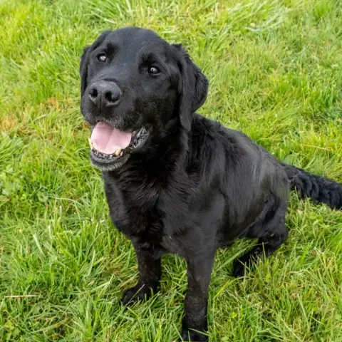 Labrador Retriever  Amon Des Marais De Courmont photo 2