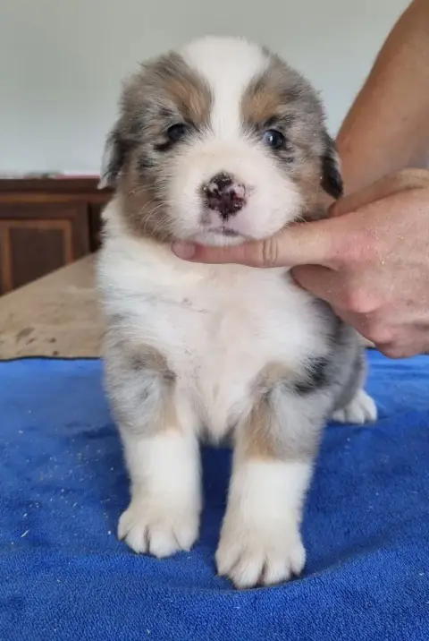 Berger Australien  Chiot N°1 Des Hirondelles Du Voyag 13aab photo 3