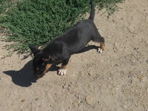 Bull Terrier  Born To Be Alive By The Wall photo 2