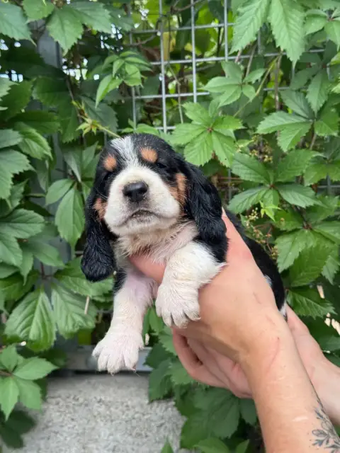 Basset Hound  Boris Collier Gris Tricolore Du Berceau 5fc3e photo 2