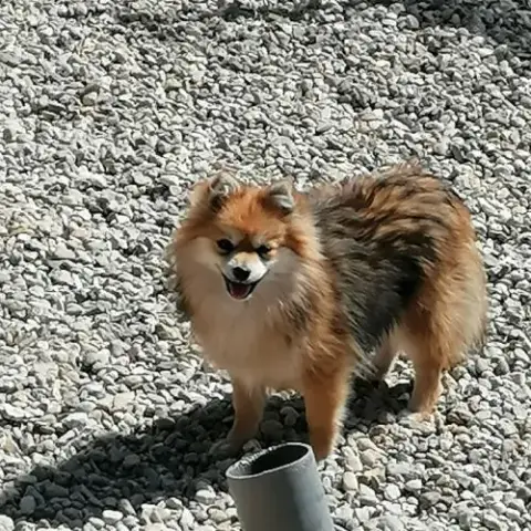 Adulte Spitz