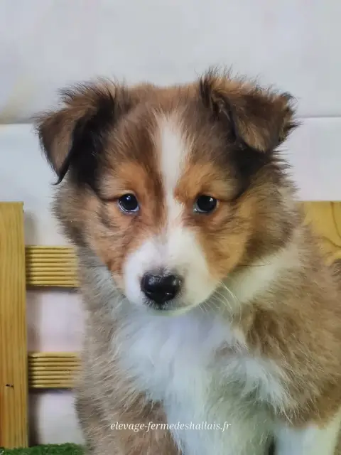 Shetland Sheepdog  Bornéo Du Mont De La Chenaie