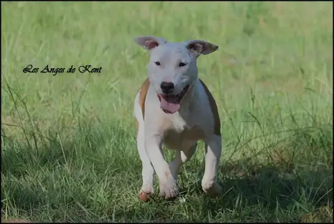 American Staffordshire Terrier  F2 A White Rose Of Ge 4457d