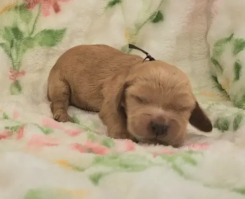 Cocker Spaniel Anglais  Bélie