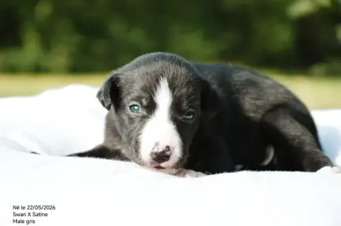 Whippet  Chiot N°2 Mady'N Alphysia