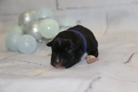American Staffordshire Terrier  Collier Bleu Dream Of 9060a