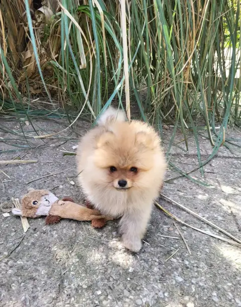 Spitz Allemand  Bucky De L'Ile Aux Bouts De Choux