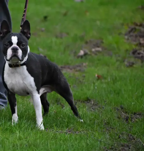 Boston Terrier  Chiot N°4 De Sabbia Nera De Mondella e70fe photo 2