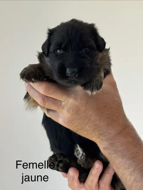 Berger Allemand Poil Long  Jaune De La Vallee D'Albio 977ff