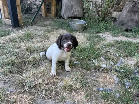 Adopter Petit Epagneul De Münster 
                        Co 2673e