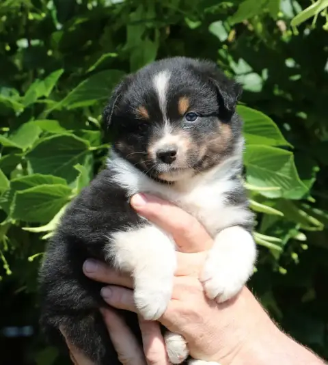 Berger Australien  Chiot N°2 De Windy'Stia