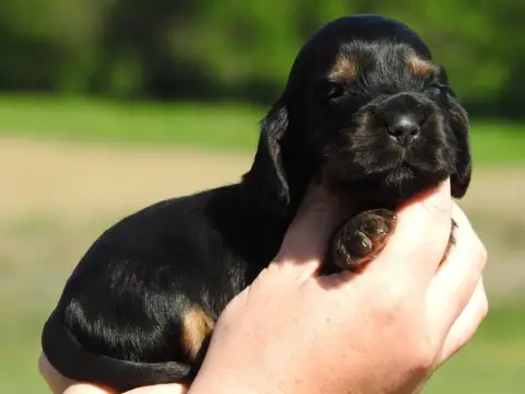 Cocker Spaniel Anglais  Mâle Noir Et Feu Du Clos De L 34cc8