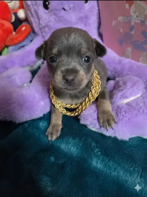 Russkiy Toy photo 2