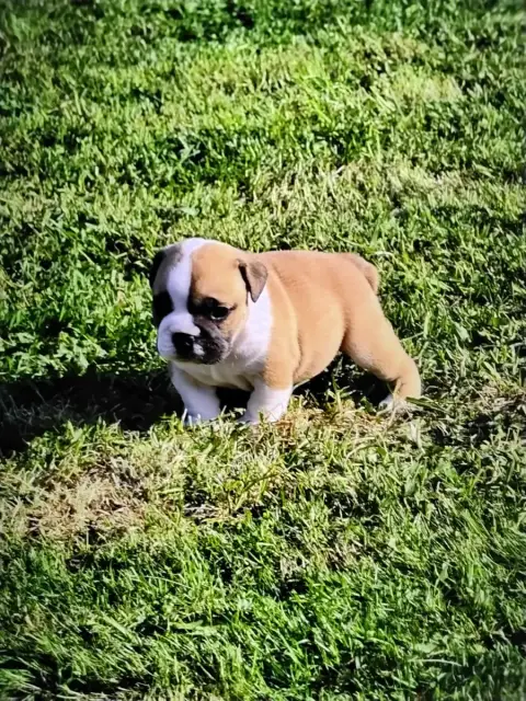 Bulldog Anglais  Bouba Des Bulls Of Seven Valleys