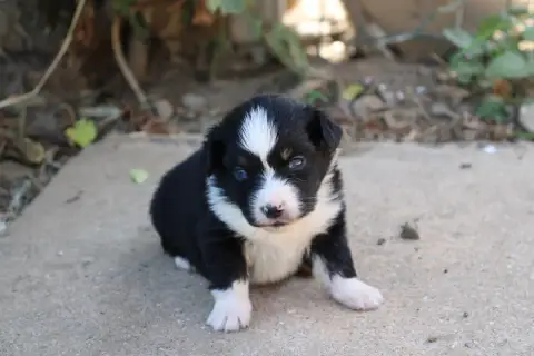 Berger Américain Miniature  Chiot N°2 Of Little Blue  88463