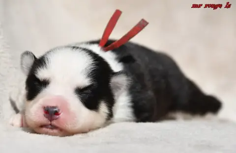 Laika De Iakoutie  Chiot 7 Des Legendes De Retz photo 3