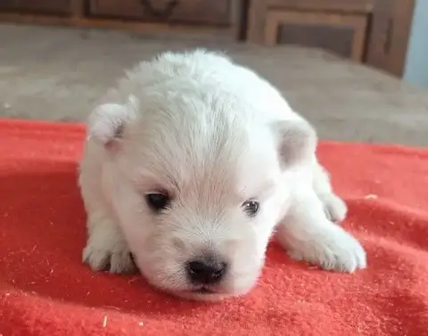 West Highland White Terrier  Chiot N°3 Des Hirondelle 40262 photo 3
